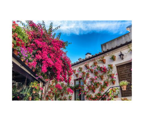 flores-los-patios-de-cordoba