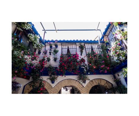 flores-patios-de-cordoba