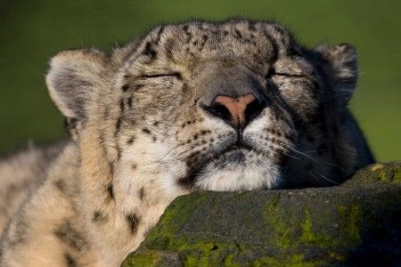 Dormir la siesta en España